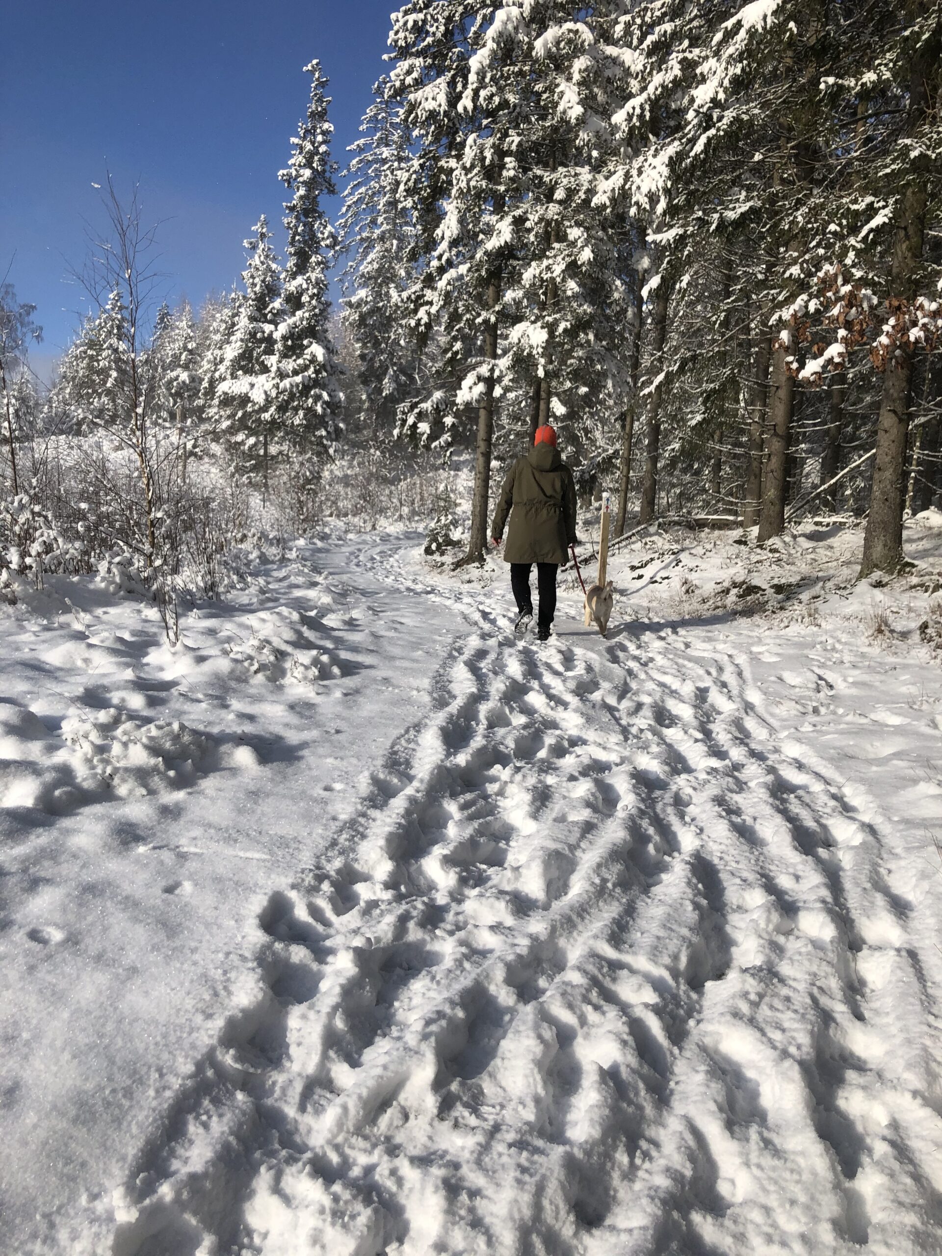 Kvinna med hund går i skogskanten en solig vinterdag med rikligt med snö