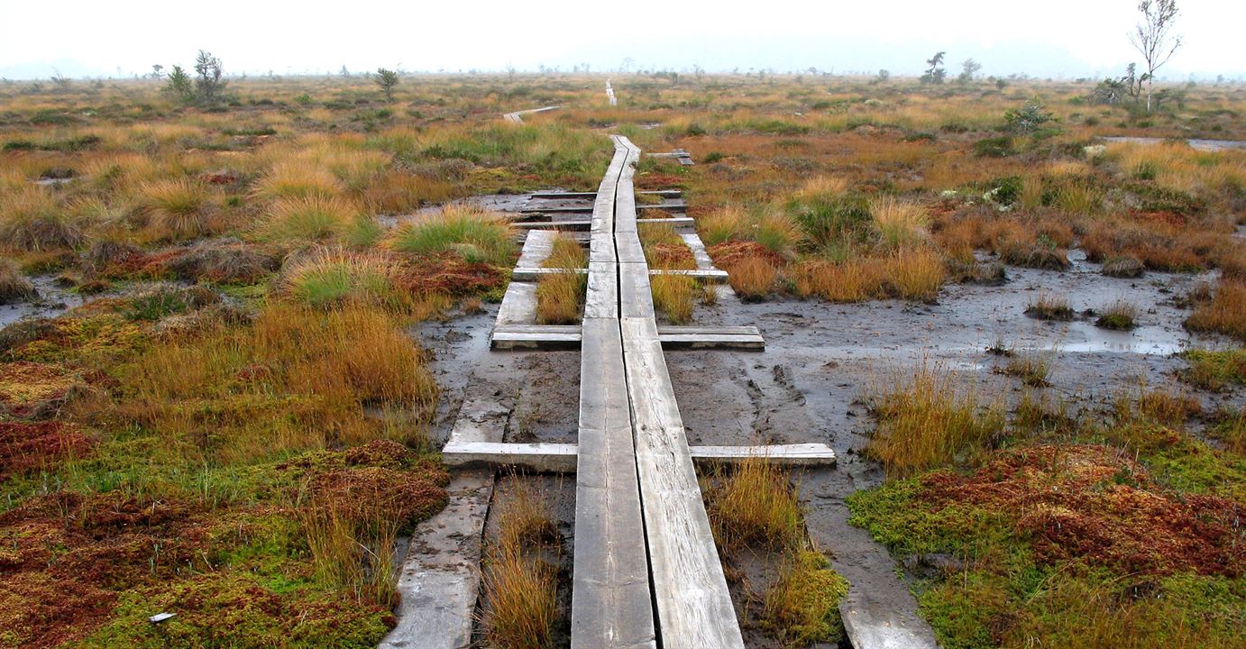 Leden Kävsjö runt vid Store Mosse Nationalpark, spång rakt ut i myrmarken kantad med mossa och sankmark en dimmig dag med småvuxna träd i bakgrunden