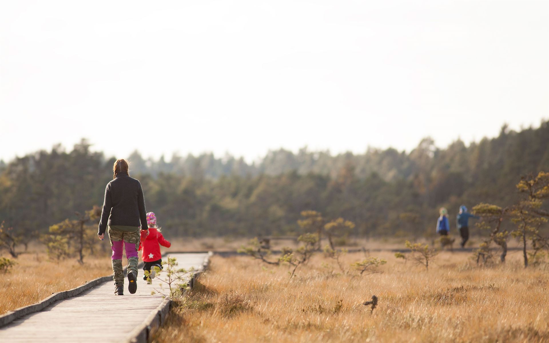 Familj går Svartgölsleden på spänger ut Store Mosses Nationalpark, lågväxta tallar i myren med skog som tornar upp sig i fjärran