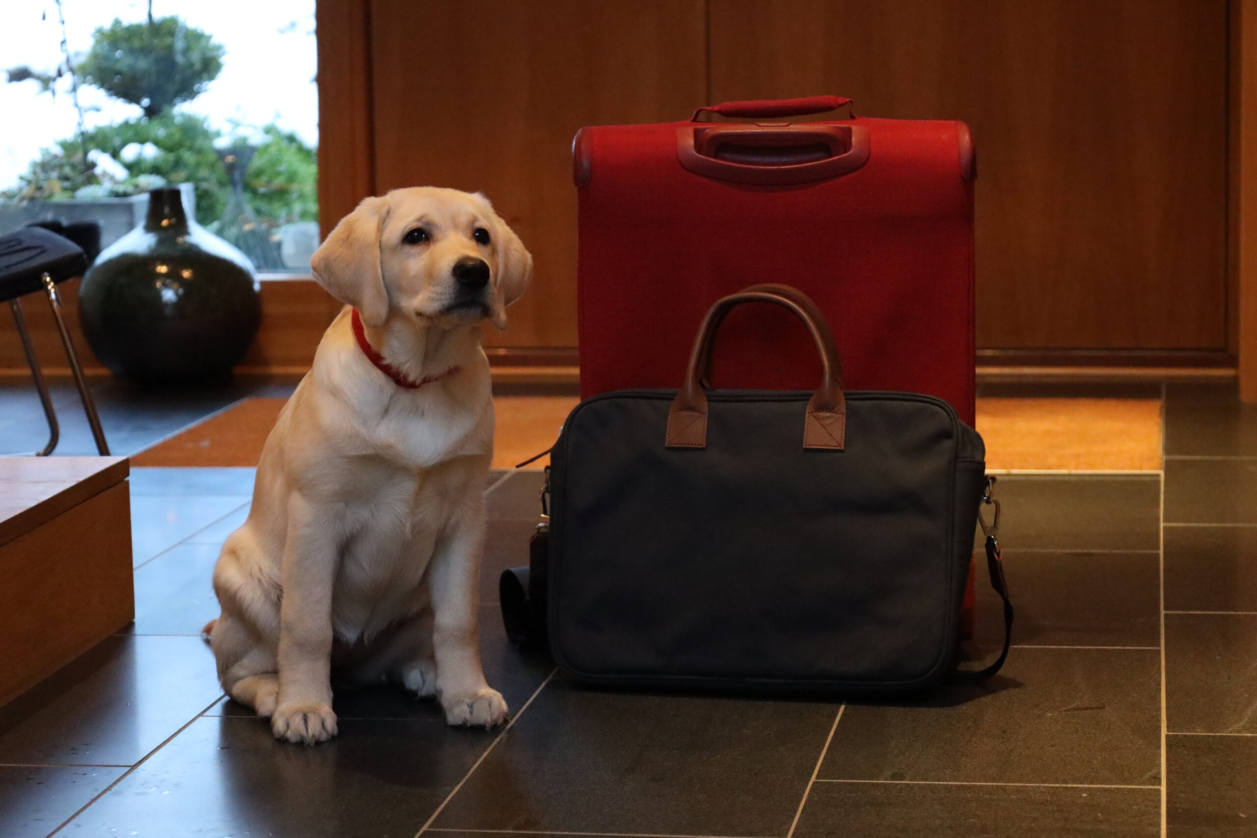 Hundvänligt boende på Hestraviken hotell vid Isaberg, med hund som väntar vid resväskor.
