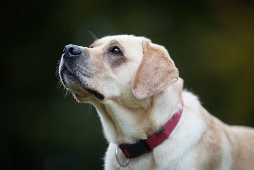 Gul labrador som gästar Hestraviken, ett hundvänligt hotell vid Isaberg i Småland.