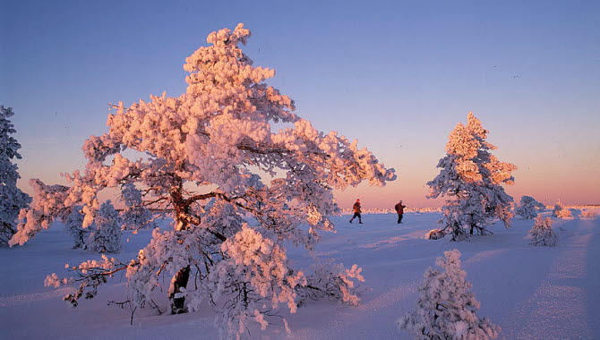 Vacker seneftermiddag där solen strax går ner på Komosse med snöklädda lågväxta tallar, två längdskidåkare skidar över mossen