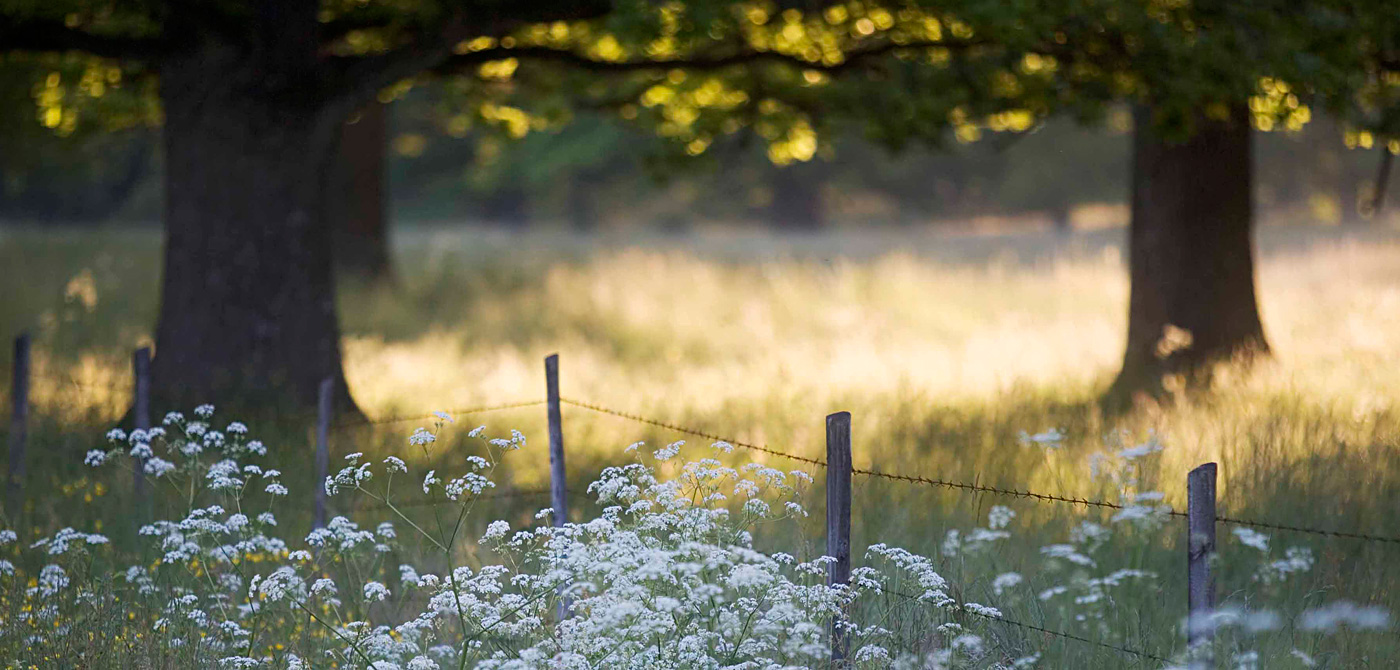 I vår absoluta närhet bjuds fantastisk natur med sommarens första blommor hundkex och smörblommor. Hestraviken erbjuder en hemtrevlig och rofylld miljö för möten och avkoppling. Här kombinerar vi vistelsen med naturnära aktiviteter och avkoppling i vårt spa.